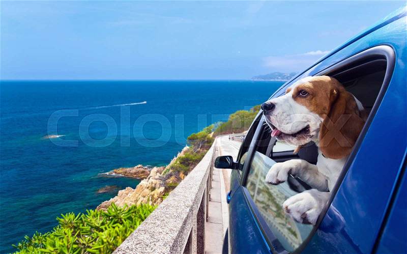 The cute beagle travels in the blue car, stock photo