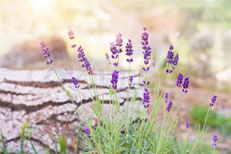 Lavender flowers on the green background. Lavender bushes closeup over grass. Sunset gleam over purple flowers of lavender. Provence region of france, stock photo