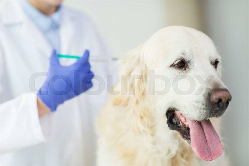 Medicine, pet, animals, health care and people concept - close up of veterinarian doctor with syringe making vaccine injection to golden retriever dog at vet clinic, stock photo