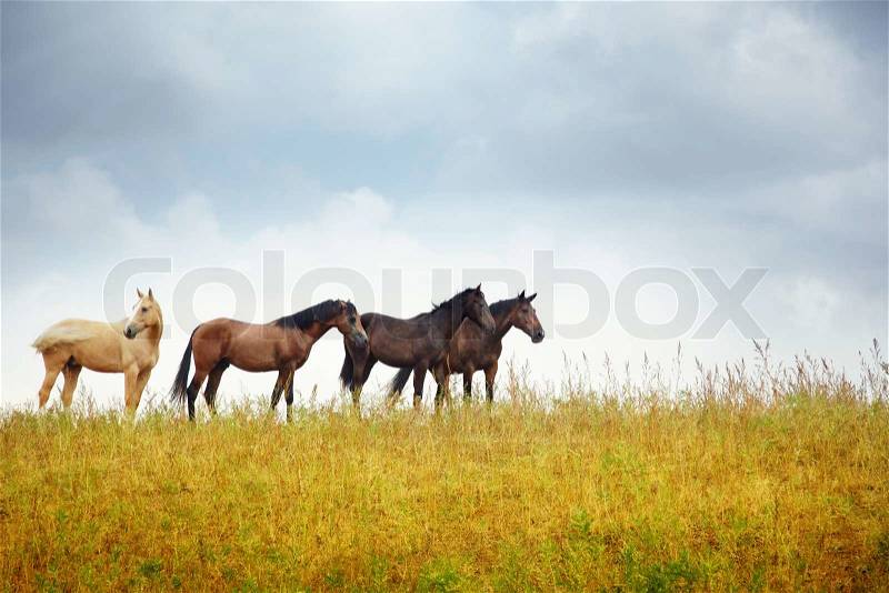 Four horses in the steppe. Kazakhstan. Middle Asia. Natural light and colors, stock photo