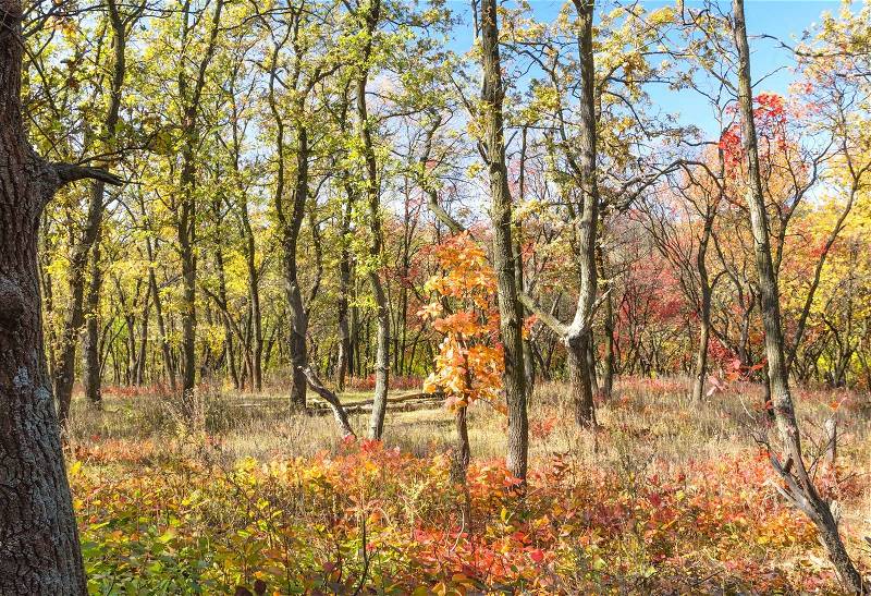 Autumn season. Bright colorful autumn forest, stock photo
