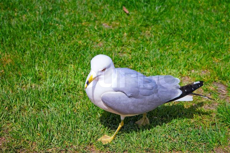 Seagull in the grass in Niagara Park at Niagara Falls from the American part, stock photo