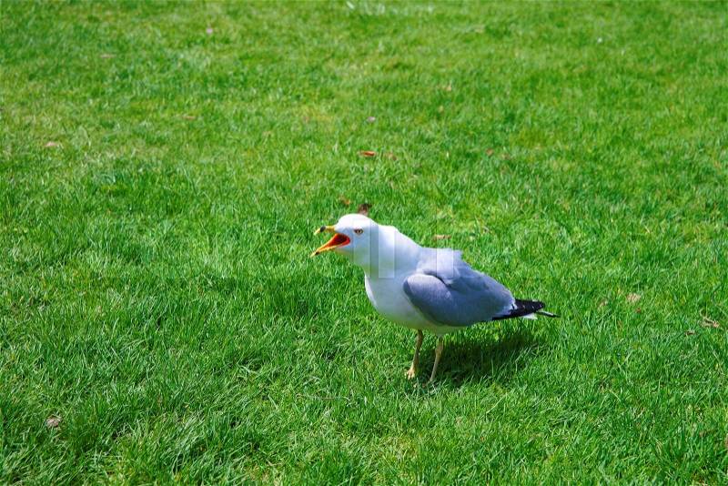 Seagull on the grass in Niagara Park at Niagara Falls from the American part, stock photo