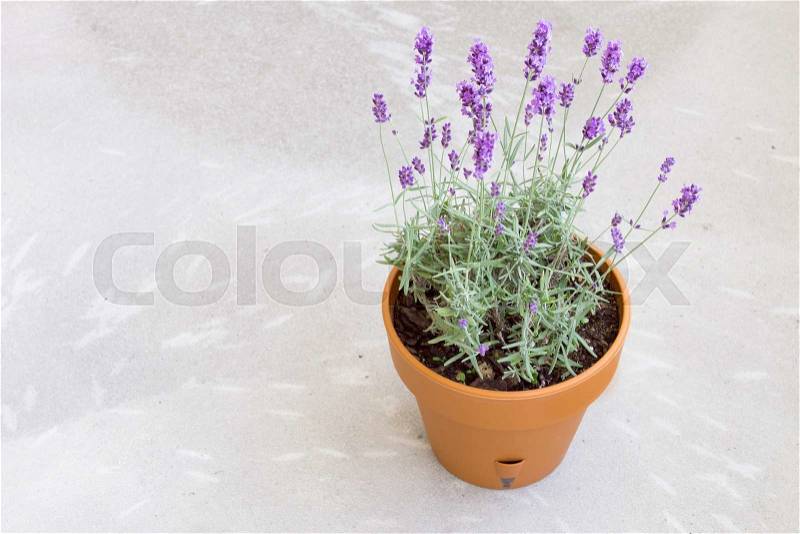 Blooming lavender. Pot of lavender. Provence interior, stock photo