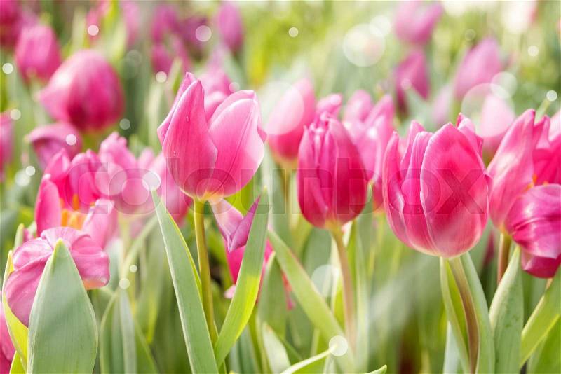 Colorful tulips blooming in sunlight,Flower tulips background, stock photo