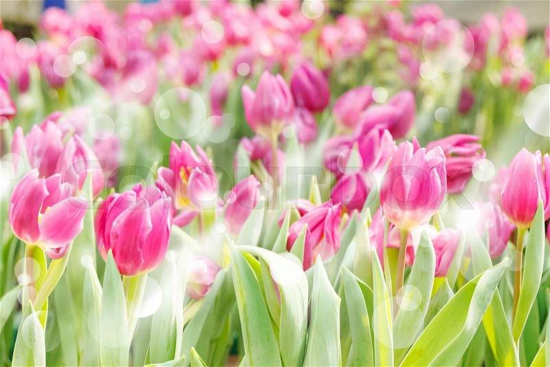 Colorful tulips blooming in sunlight,Flower tulips background, stock photo