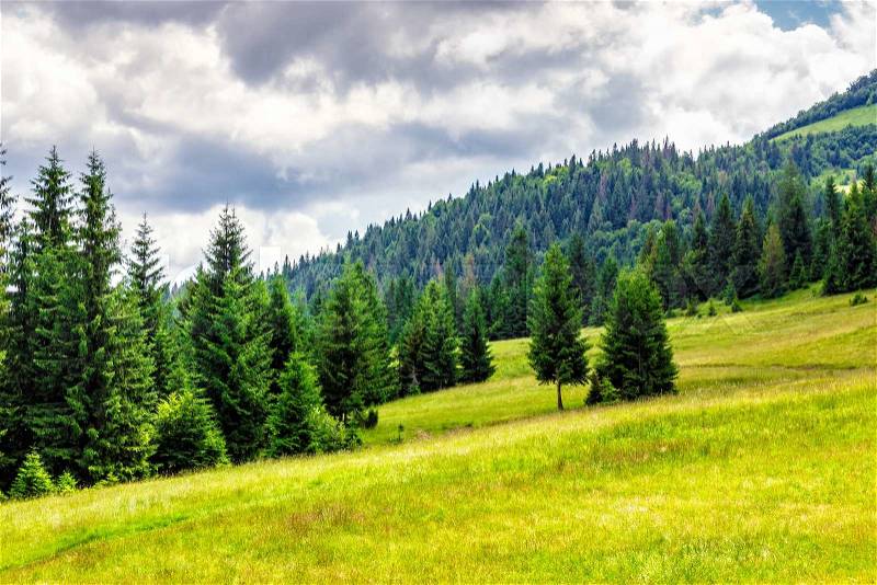 Mountain landscape. meadow on hill side with coniferous forest, stock photo