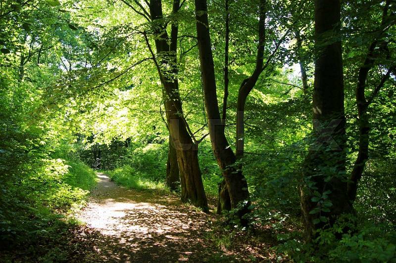 A sunny woodland trail, stock photo