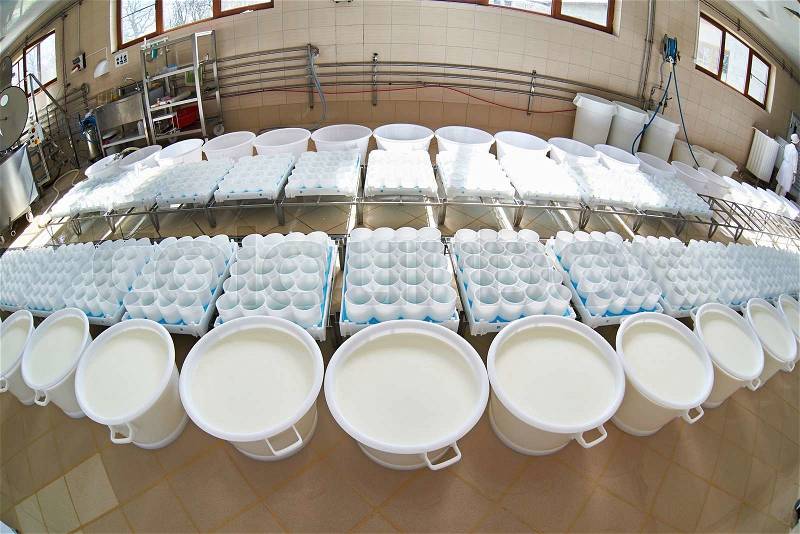 Soft cheese production room with plastic capacities with milk, stock photo