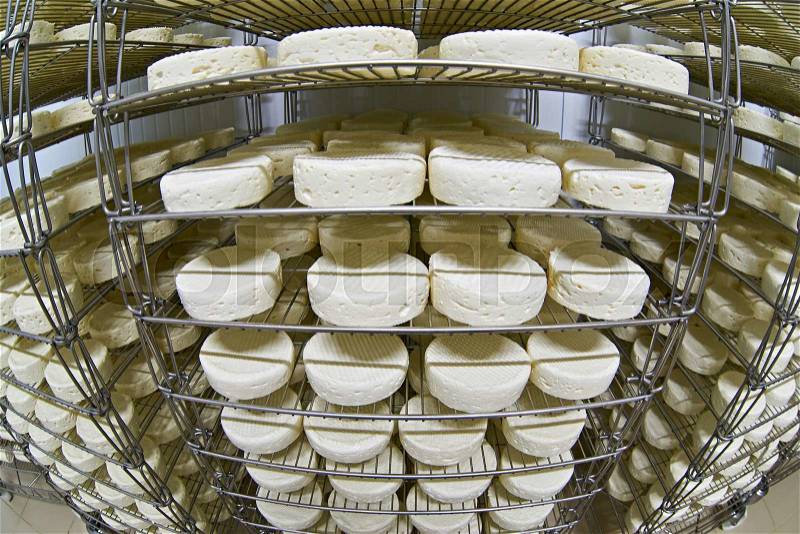 Cheese factory warehouse with shelves stacked with cheese, stock photo