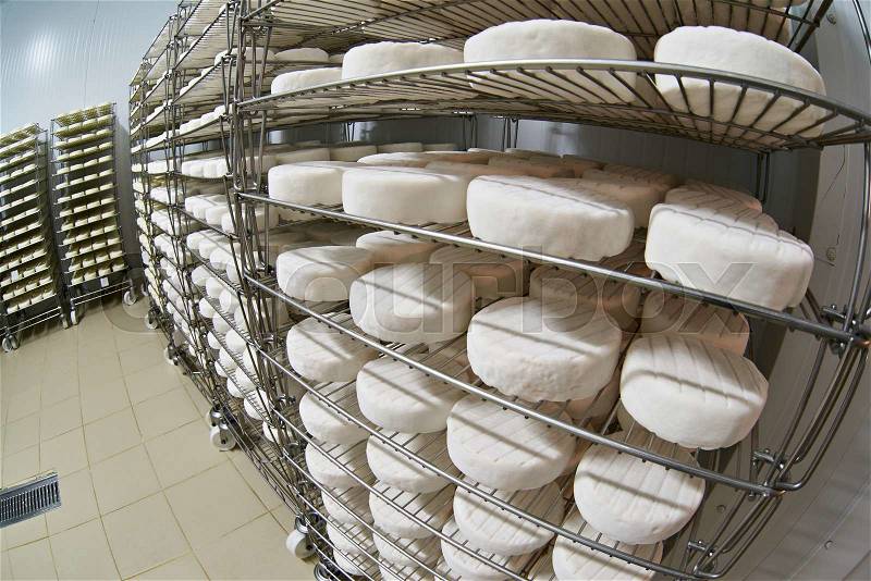 Ripening cheese. Cheese factory warehouse with shelves stacked with cheese, stock photo