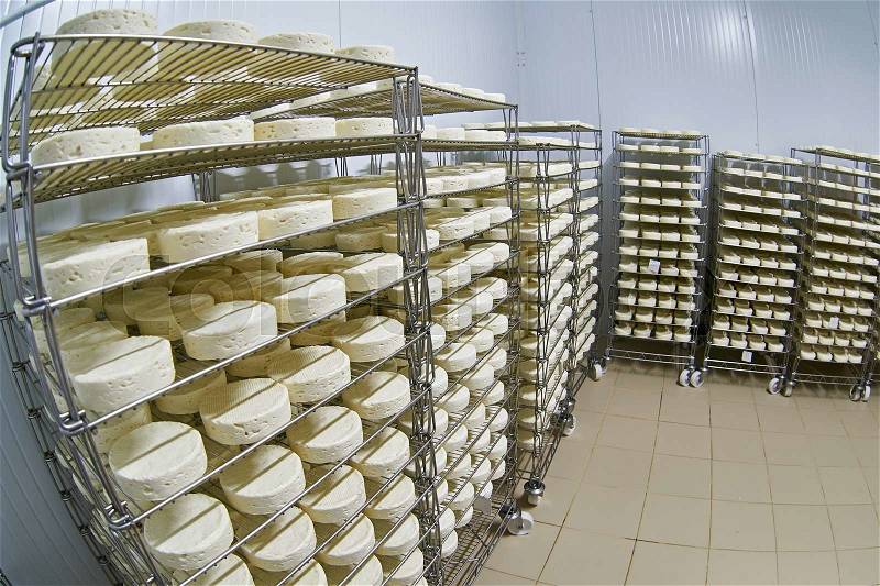 Cheese factory warehouse with shelves stacked with cheese, stock photo