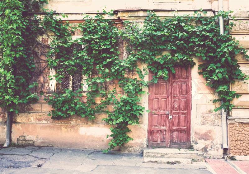 Old door and climbing plant on the wall, stock photo