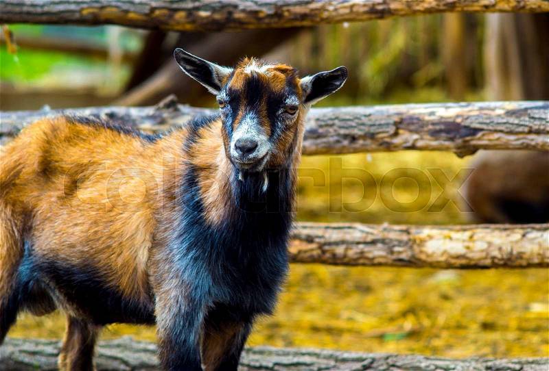 Goat. pet goat. animal goat. Goat on the farm. Young horned goat, stock photo