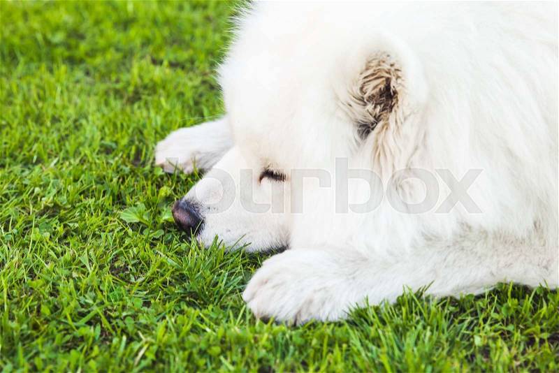 White fluffy Samoyed dog lays on a green grass, close-up, stock photo