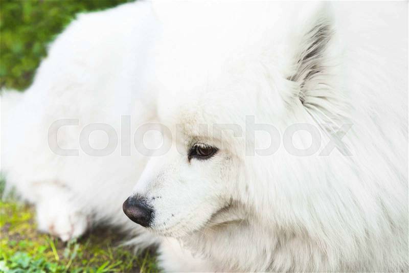 White fluffy Samoyed dog lays on a green grass, closeup photo, stock photo
