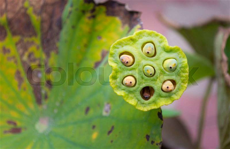 Lotus seed with blur lotus leaf background , soft - focus, stock photo