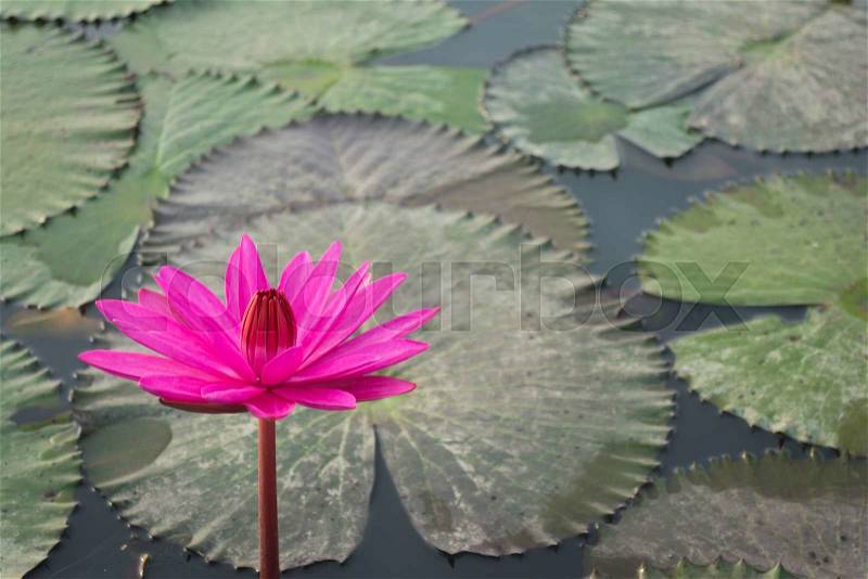 Pink Lotus flower and lotus leaf background, stock photo