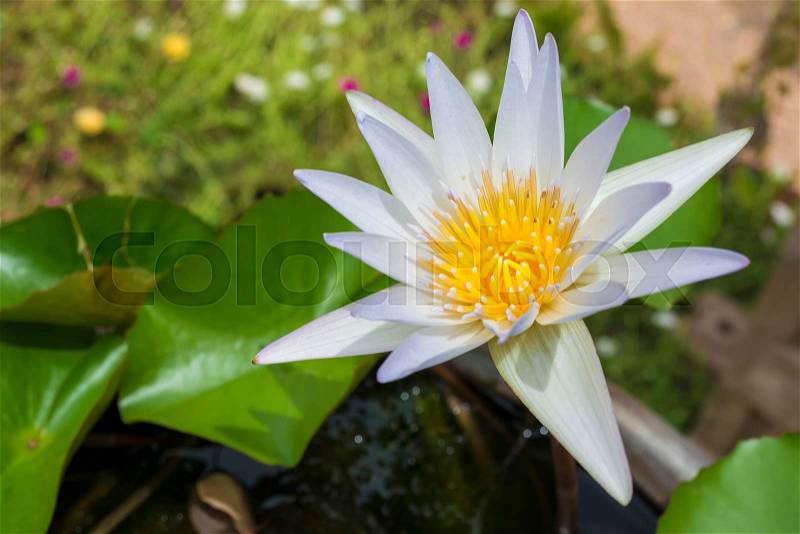 Pink Lotus flower and lotus leaf background, stock photo