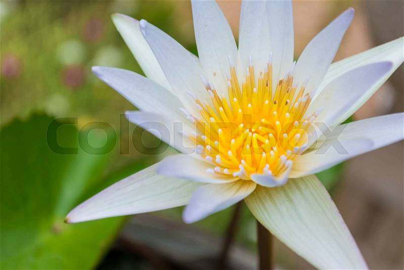 Close-up white Lotus flower and lotus leaf background, stock photo