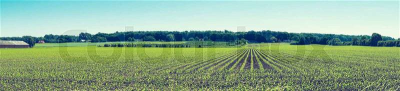 Agricultural field with crops on a row in a panorama landscape, stock photo