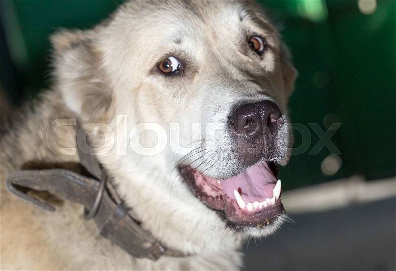 Large dog portrait in nature, stock photo