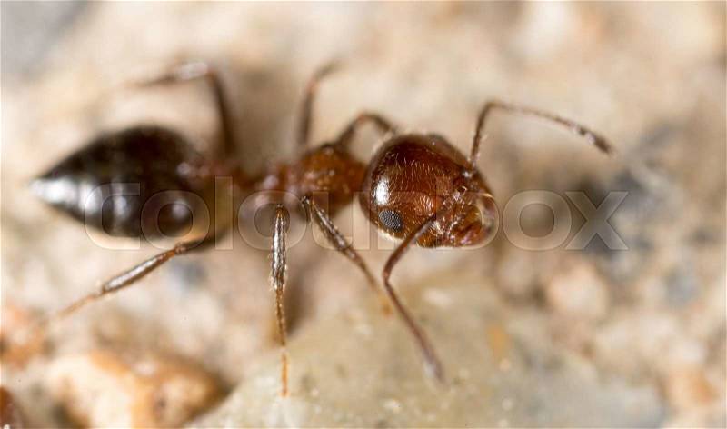 Little ant in nature. super macro, stock photo