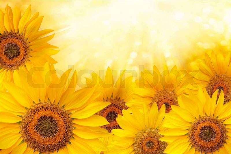 Background made of yellow sunflowers.Sunflower natural background, stock photo