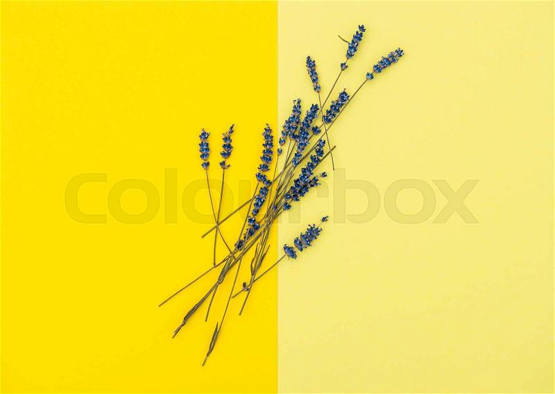 Dried lavender flowers on yellow background. Minimal concept. Flat lay, stock photo