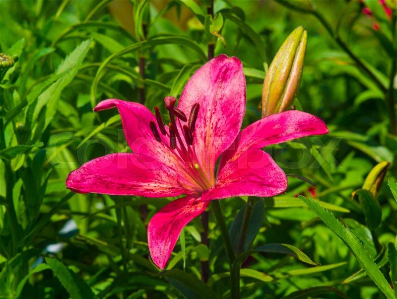Lilies. Red lily flower. lily flower, stock photo