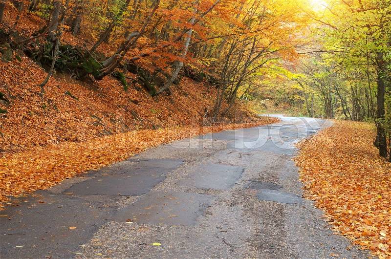 Road in autumn wood. Nature landscape composition, stock photo