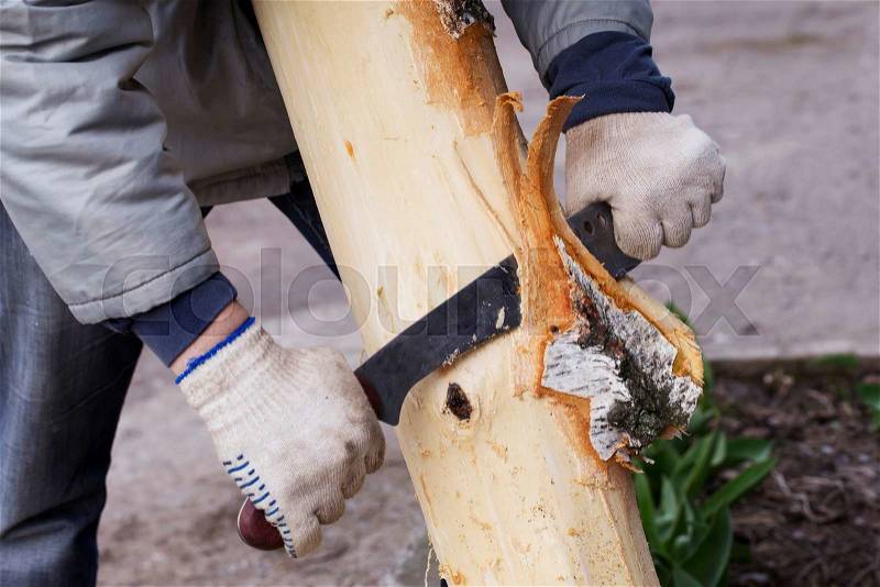 Man removes the bark from a tree, stock photo