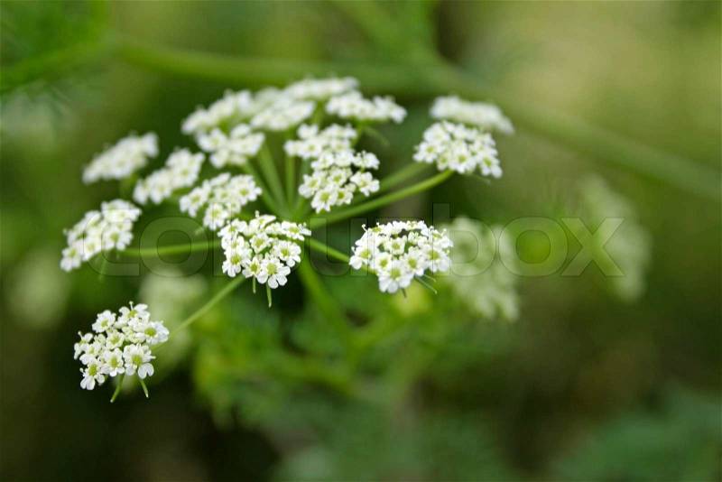 Close up of white yarrow blossoms - outdoor shot, stock photo