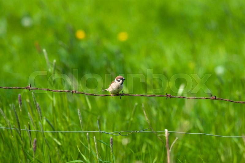 Barb wire with a house sparrow in a countryside, stock photo