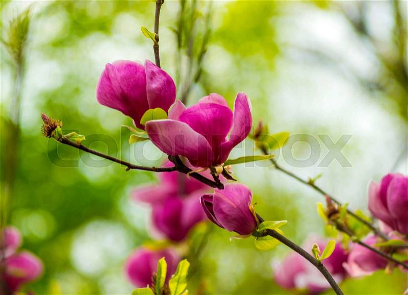 Magnolia. A branch of a blossoming magnolia. Botanical garden with magnolia trees. Flowers magnolia, stock photo