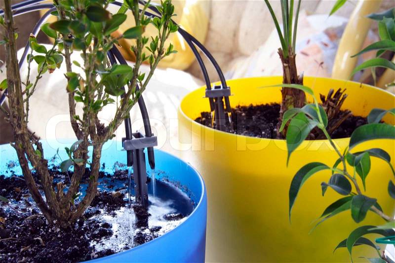 Micro Irrigation System for Home Plants Watering in process, stock photo