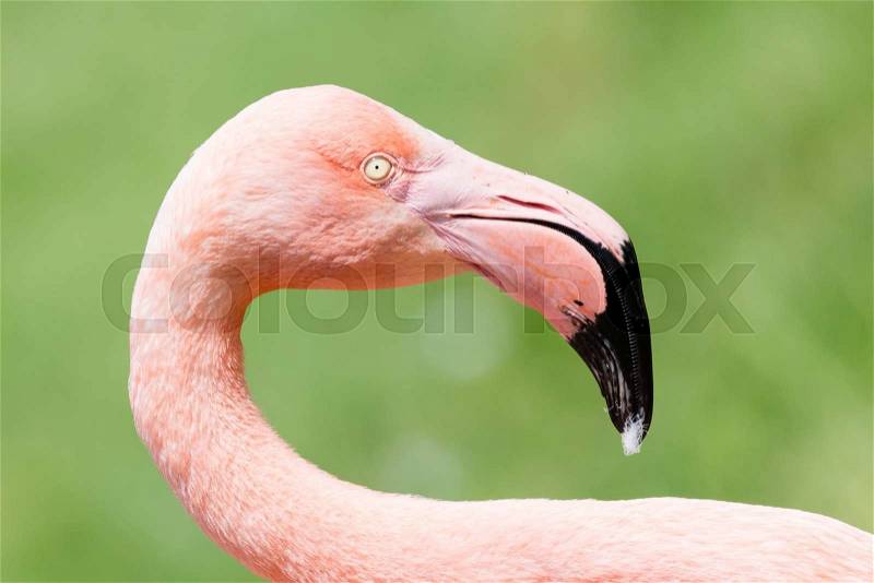Pink flamingo close-up, isolated on green grass background, stock photo