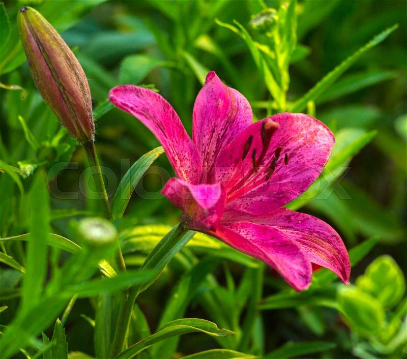 Lilies. Red lily flower. lily flower, stock photo