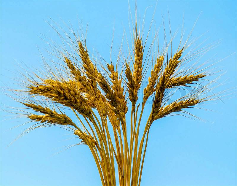 Ears of wheat. ears of wheat on a blue background, stock photo