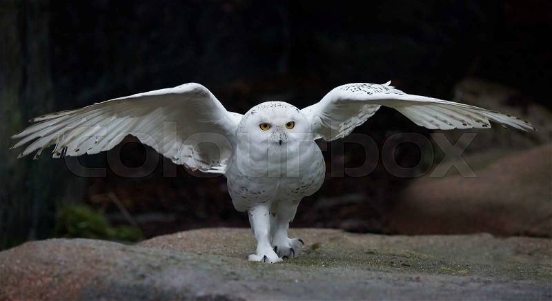 Snowy owl with open wings in its habitat, stock photo
