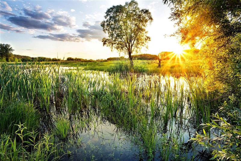 Lake with reeds in the bright setting sun, stock photo