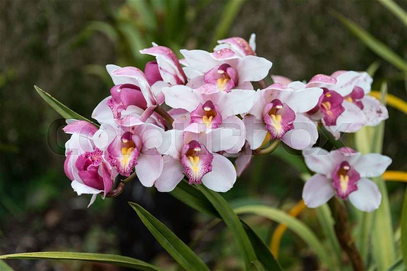 Orchidea with purple and white on madeira portuguese island, stock photo