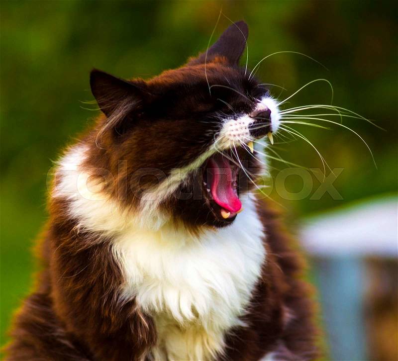 Is angry cat. cat. pet cat\'s favorite, stock photo