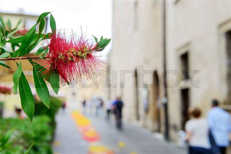 Image of a flower with blurred houses and people in Montefalco, Italy Umbria, stock photo