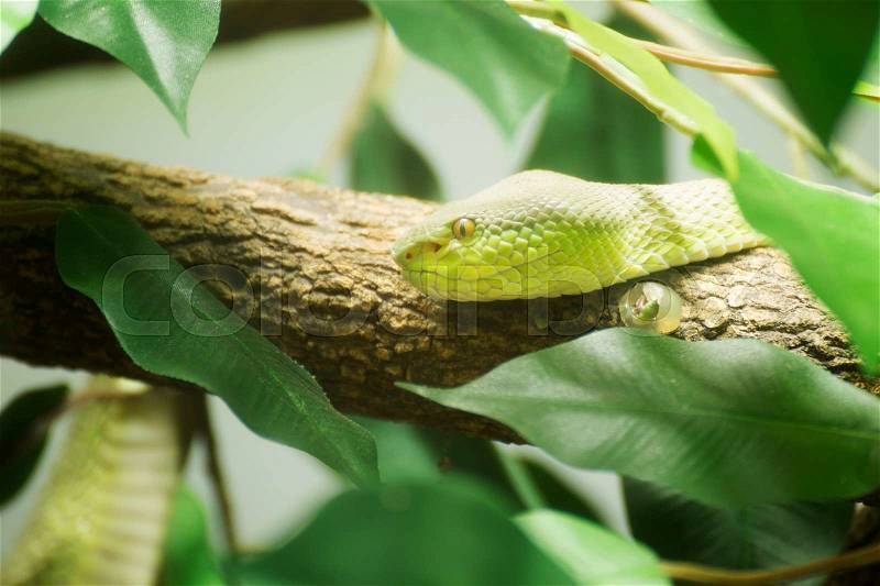 Green snake in the forest Thailand , stock photo