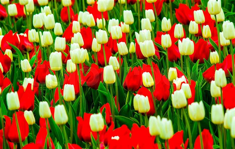 Field of tulips. red and white tulips. tulips flowers, stock photo