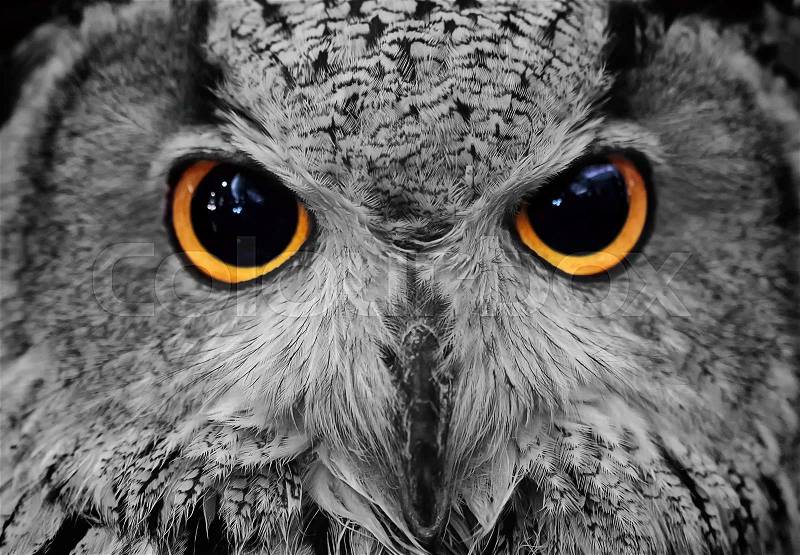 Closeup of owl face ,Carnivorous bird with amber eyes, stock photo
