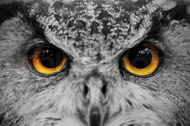Closeup of owl face ,Carnivorous bird with amber eyes, stock photo