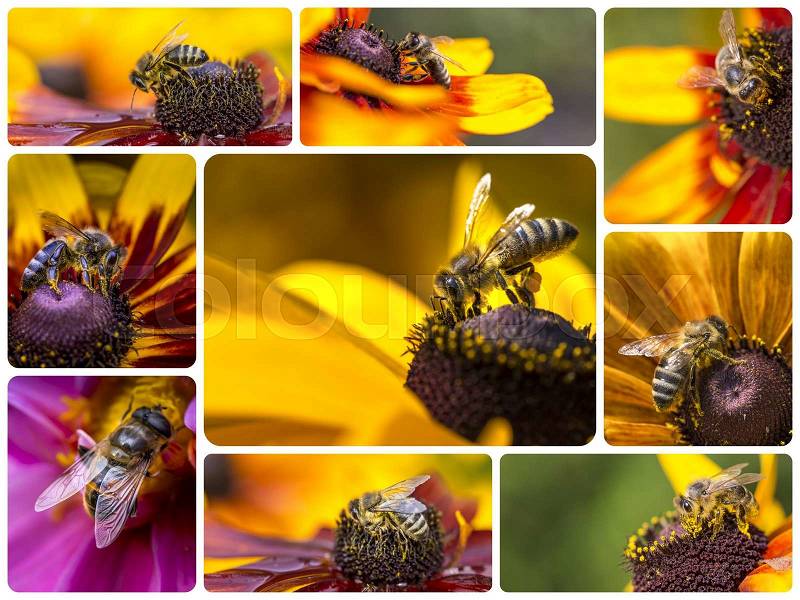 Collage of Western Honey Bee images - travel background (my photos), stock photo