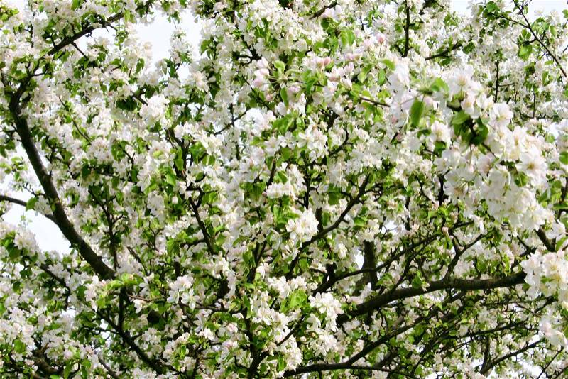 Branches of the apple tree in bloom in spring, stock photo